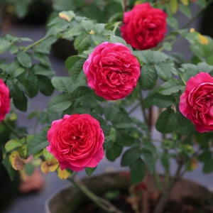 Amandine Chanel un rosier généreux  Quatre Saisons Au Jardin