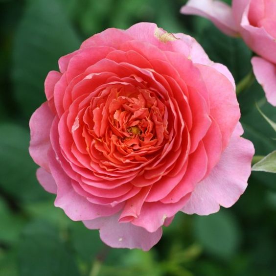 Có một loại hoa hồng mang tên hoa hồng Chanel được sinh ra đặc biệt để  trồng trong chậu ban công hoa nở rực rỡ cả góc trời