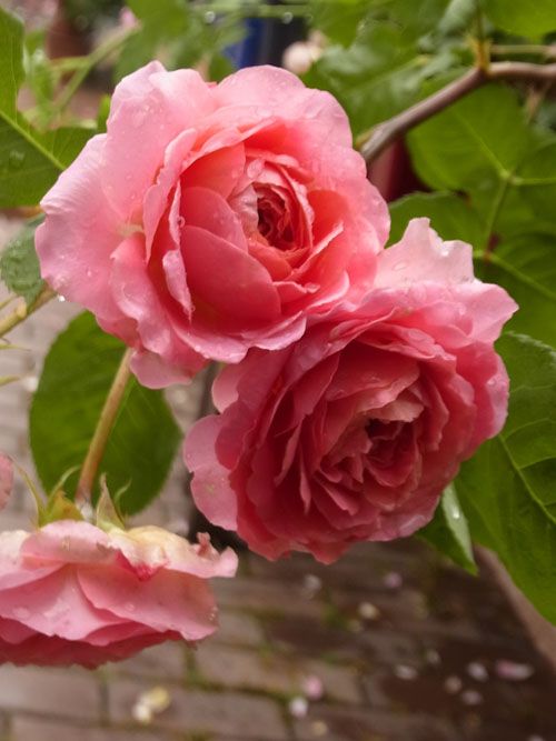 Mua Hoa hồng leo Amandine Chanel  Hoa hồng nguyên bản nhập ngoại tại cây  giống phú thọ  Tiki